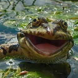 4 Топа Wargaming